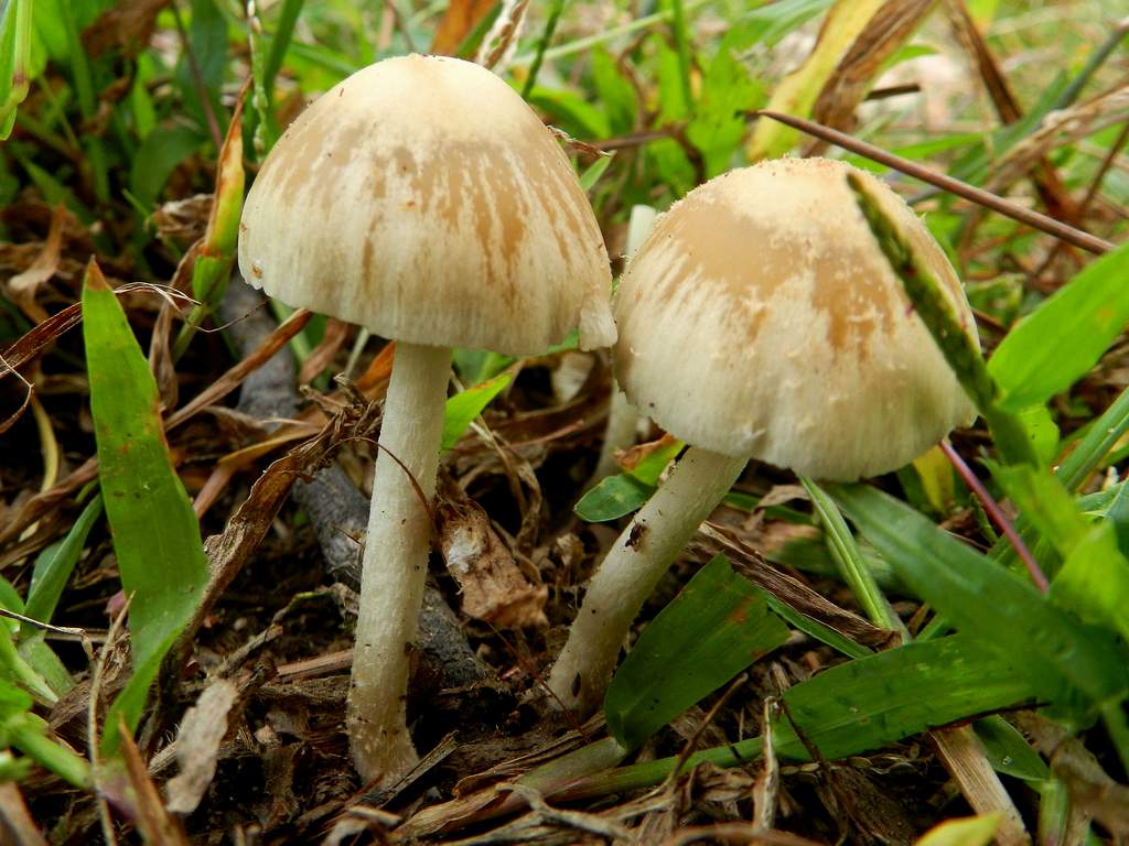 Psathyrella sp. ?